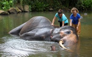 Volunteering with elephants in Sri Lanka
